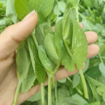 大量供应靓色豌豆尖