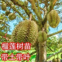 榴莲树果苗泰国金枕榴莲苗猫山王盆栽地栽带土带叶发货