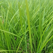 大叶麦冬