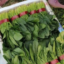 大量供应菠菜