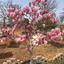盆景玉兰，矮化浅霞盆景玉兰，三季开花，花多而艳，好养好活