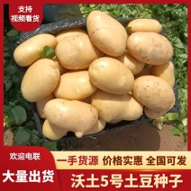 精【热卖】商丘沃土5号+土豆种子高产质优价优欢迎电联