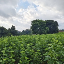 新鲜桑叶广东阳江市规模化种植基地（可长期大量供应）