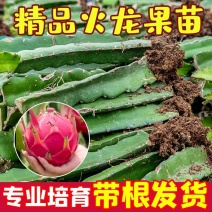红心红肉火龙果苗盆栽阳台燕窝火龙果南北方四季可种