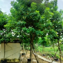 黄槐绿化苗木自家基地自产自销量大价格实惠