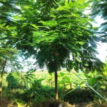 凤凰木绿化苗木凤凰树自家基地量大价格实惠