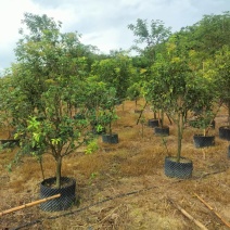 桂花花卉盆景桂花自家基地量大价格实惠