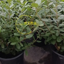进口菲油果盆栽阳台庭院盆栽地栽可食用易养喜光观赏果苗