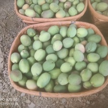 云南大理洱源酸木瓜