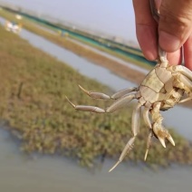 蟹苗、大闸蟹蟹苗大量有货，规格齐全，基地供应，欢迎来电