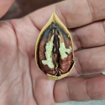 碧根果电商一件代发有量你就来