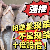 鹧鸪鸟新鲜的按单量现杀视频直播拒绝冷冻白条高品质