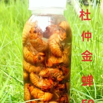 杜仲金蝉，常年供应，质量放心，味道独特！