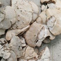 东方栓菌（云菌）