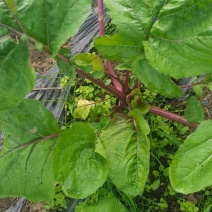 [牛]红菜苔，基地直发，现采摘，品质良好。