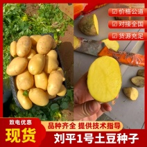 牛【热卖】河南商丘脱毒种薯刘平1号高产抗病质优价廉欢迎电