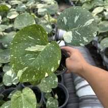 白锦龟背竹洒金龟背竹锦化植物荷兰日本进口白龟切苗好养