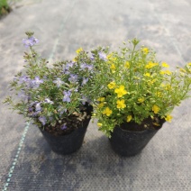 香地肤盆栽苗耐寒耐热黄色蓝色芳香地肤吊兰多年生
