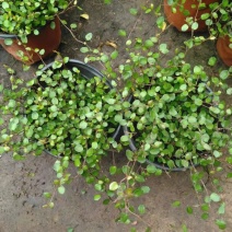 千叶兰盆栽花苗婚纱吊兰观叶植物多年生垂吊绿植四季常青大盆