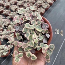 爱之蔓锦一寸心吊兰长藤垂吊多肉盆栽植物室内绿植阳台耐阴旱