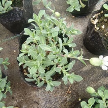 麦瓶草盆栽苗蝇子草白花粉花单瓣绿叶阳台庭院观赏草本植