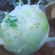 苤蓝