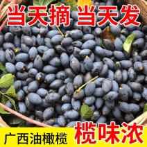 油橄榄，黑橄榄，广西野生黑橄榄