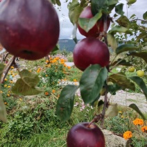黑苹果糖心苹果优选品种优胜者，适合云南贵州四川高海拔种植