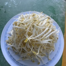 杭州绿豆芽黄豆芽