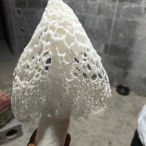 红托竹荪菌