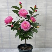 香妃茶花小苗四季山茶花树苗室内室外花卉绿植