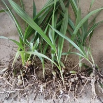 白芨种苗