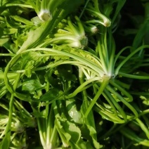 热卖中新鲜荠菜鲜货新鲜现挖基地直供量大从优欢迎联