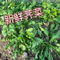 新鲜荠菜露天荠菜现挖
