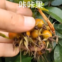 咔咔果