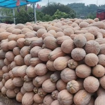 蜜本南瓜，大量现货，需要的联系！