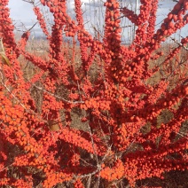 【热卖】沙棘鲜果，净果大量上市，量大从优，欢迎致电