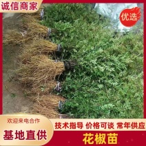 《花椒苗》大红袍花椒苗/青花椒苗/狮子头/质量三包