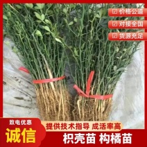 《枳壳苗》构橘苗，雀不占都有/基地直发/质量三包全国供应