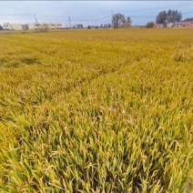 水稻可烘干基地直发诚信经营对接各大商超全国发货