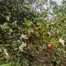 油茶鲜果，量大货好价优，品质保证，欢迎各地来电咨询