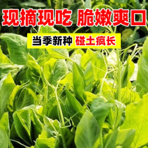 豌豆芽苗，活体销售新鲜易存活，脆嫩爽口，可视频看货