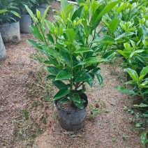 非洲茉莉30-120，大量低价出售