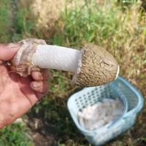竹荪菌