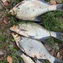 鳊鱼\活鱼\河南信阳自家鱼塘养殖\对接各大市场，餐厅