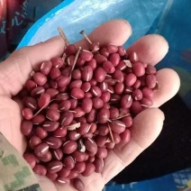 大量出售红小豆