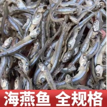 海燕鱼海鱼干公干鱼小鱼小虾小鱼干咸鱼干水晶鱼银鱼干金线鱼