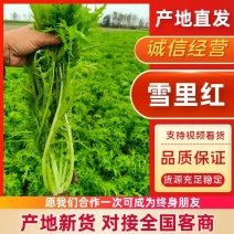 湖北精品雪里红，量大质优货源稳定诚信经营，欢迎来电