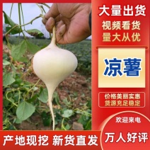 湖北天门豆薯/凉薯，脆甜多汁，质量保证，欢迎来电咨询