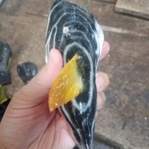 河豚鱼